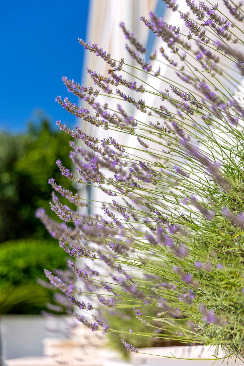 Family Villa on the First Line, The Bay of Kotor